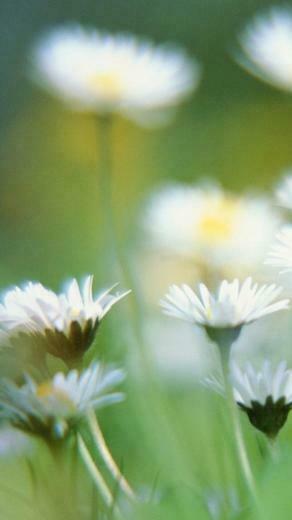 Flower iPhone Plus Wallpaper HD