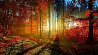 Autumn Screensavers Wallpaper