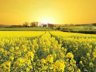 Spring Flowers Desktop Pc And Mac Wallpaper