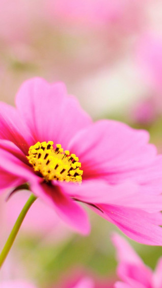 Flower iPhone Wallpaper