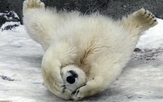 Baby Polar Bear Takes Its First Steps This Adorable