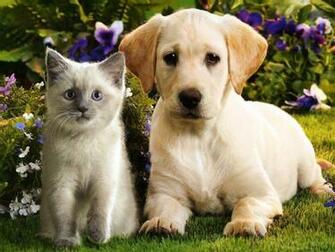 It S HD Animals Funny Wallpaper Cute Puppies And Kittens