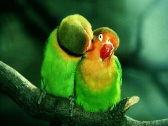 Birds Love Wallpaper Which Is Under The