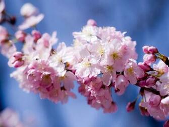 Wallpaper Spring Sakura Flower Tree Desktop