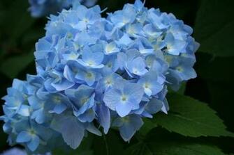 Wallpaper Blue Hydrangea Plant X Kb Jpeg HD