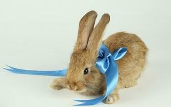 Wallpaper Elephant Rabbit Under Water