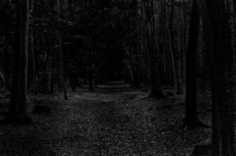 Scary Dark Forests Forest