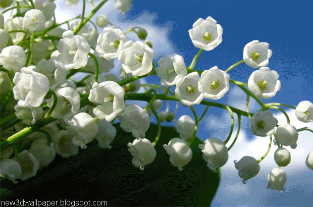 Flowers Wallpaper New 3d