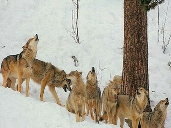 Wolf Pack Howling Wallpaper Umi7
