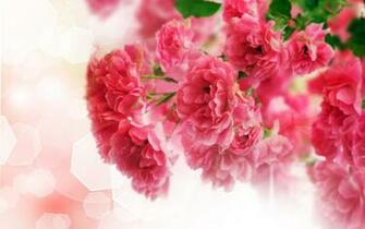Carnation Wallpaper
