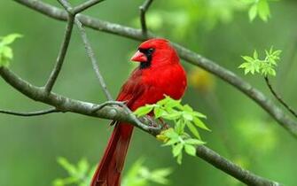 Beautiful Bird Wallpaper High Resolution Birds