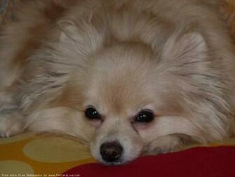 The Pomeranian Dog Desktop Wallpaper Pictures For Pc Mac