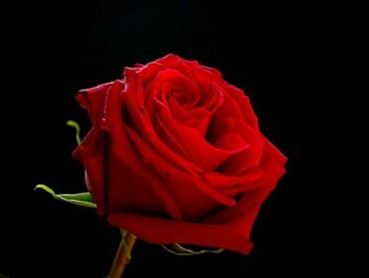Red Rose On Black Background Cute Wallpaper And