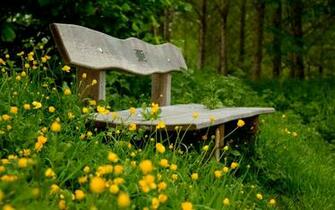 Yellow Nature Wallpaper
