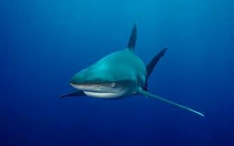 Bull Shark HD Wallpaper Background Image Id