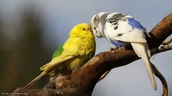 Parakeet Budgie Parrot Bird Tropical Wallpaper HD