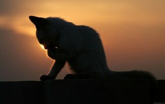 Full HD Wallpaper Widescreen Background