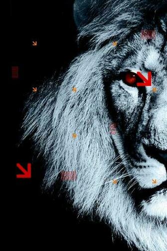White Lion iPhone Wallpaper And 4s