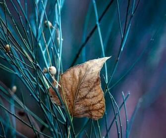 Htc Desire HD Android Wallpaper