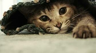 Cat Wallpaper Widescreen