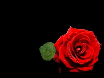 Black And Red Roses Wallpaper Rose On
