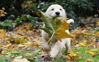 Golden Retriever Puppy With A Leaf Wallpaper