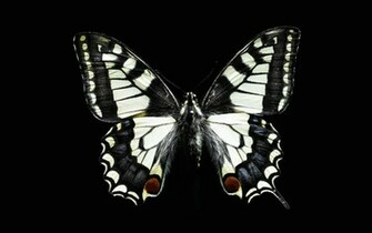 Black And White Butterfly Wallpaper