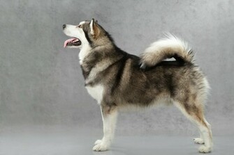 Alaskan Malamute Poses Wallpaper And Image