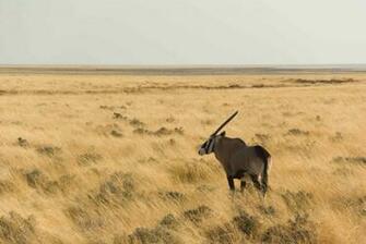Best Oryx Wallpaper East