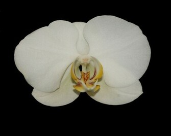 White Orchid Desktop Wallpaper