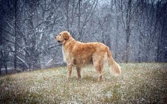 Dogs Snow Falling