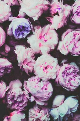 iPhone Wallpaper Nature Night Pink Retro Rose Vintage