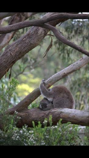 Baby Koala Wallpaper Screenshot