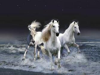 Wallpaper Gallery Beautiful Horse