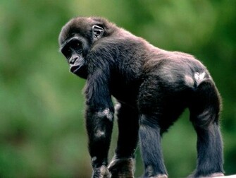 Animal Chimpanzee Wallpaper
