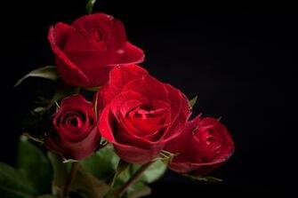 Red Roses Black Background Gallery Yopriceville High