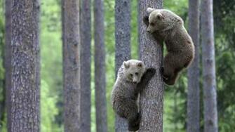 Animal HD Wallpaper 1080p Widescreen