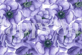 Shop Violet Anemone Flowers Wallpaper