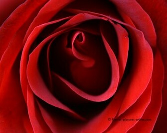 Beautifull Flowers Red Rose Heart Wallpaper