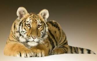 Baby Tiger Wallpaper