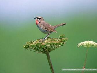 Bird Photography Vol Birds Variety Wallpaper On Branches