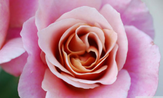 Rose Wallpaper