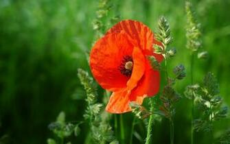 Poppy Wallpaper