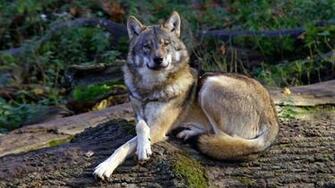 Wolf Background Wallpaper For Desktop Cell Phones And Android
