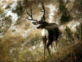 Mule Deer Wallpaper Background