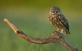 Owl Bird Nature Branch Dry Wood HD Wallpaper