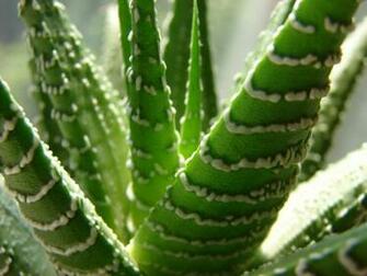 Aloe Vera Le De Cameline