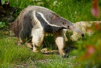 Anteater Animal Top My Wallpaper