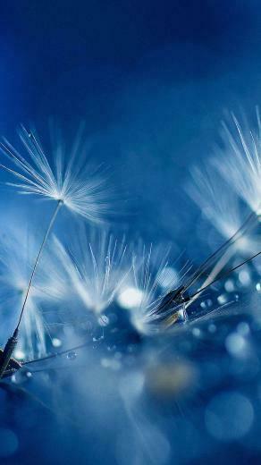 Your Lg G3 HD Dandelion Fantasy Wallpaper