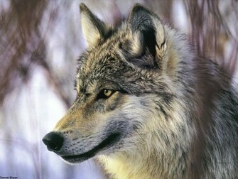 Wallpaper Wolf Grey